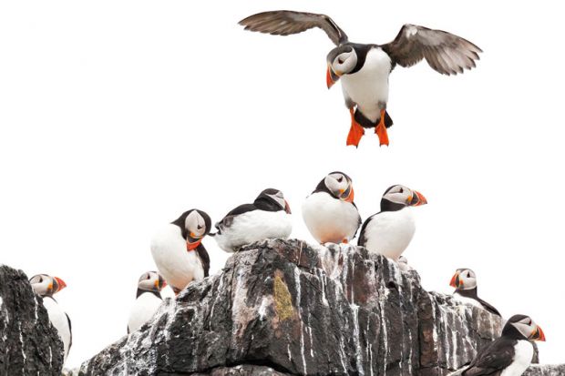Puffins crowd on a rock at Northumberland, England to illustrate Little room for manoeuvre