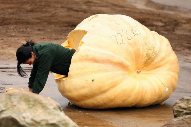 Person climbing out of a giant pumpkin in Sydney, Australia to illustrate ‘Hollowing out’ of Australian workforce poses ‘pipeline’ concerns
