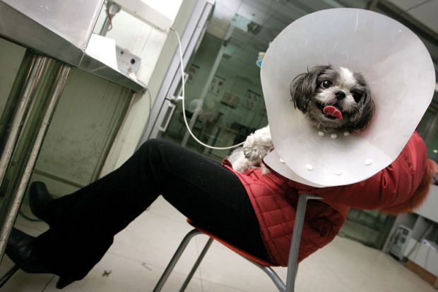 Aa sick Shih Tzu dog at an animal hospital in Beijing to illustrate Norway bids to attract men to female-dominated university courses