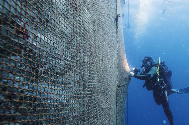 A diver checks a huge net holding hundreds of fish to illustrate ‘Remove grant application barriers’ for net research gain