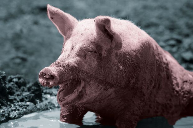 A pig enjoying a mud bath to illustrate What is the happiest academic career stage?