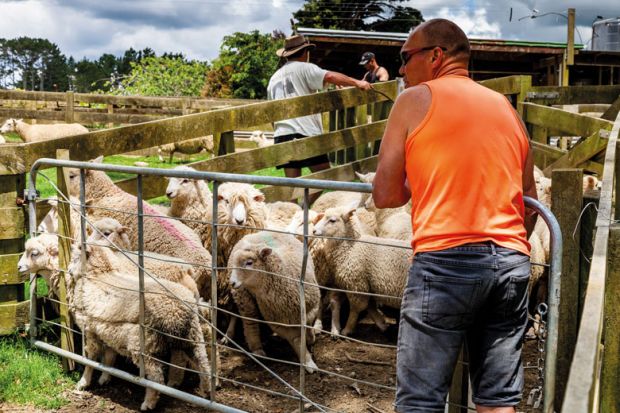 Sheep Are Moved Into A Sheep Pen to illustrate Stay out of judging courses, regulator tells politicians