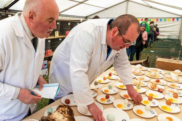 Two judges inspecting eggs at a country show competition.