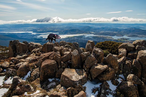 Montage of a Tasmanian devil on the landscape of Mount Wellington in winter season of Hobart, Tasmania state of Australia to illustrate HE in Tasmania: devilishly difficult to get right
