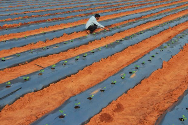 A farmer inspects saplings of eggplant growing in his field on the outskirts of Bangalore A farmer inspects saplings of eggplant growing in his field on the outskirts of Bangalore