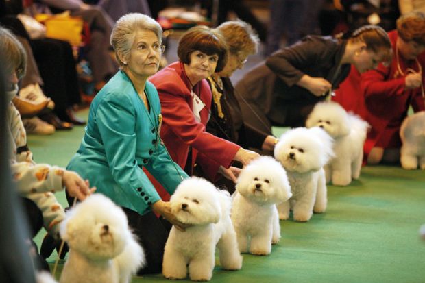 Women attending a dog show Women attending a dog show
