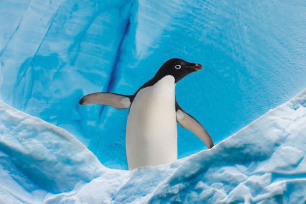 Young penguin with wings/flippers spread