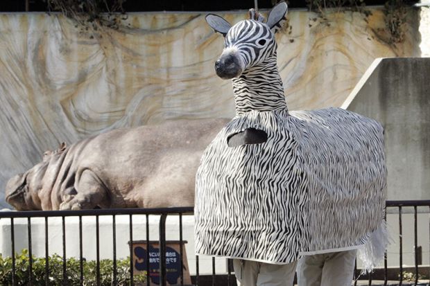 Zebra costume