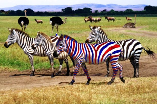 Fours zebras, one of which is coloured blue and red Fours zebras, one of which is coloured blue and red