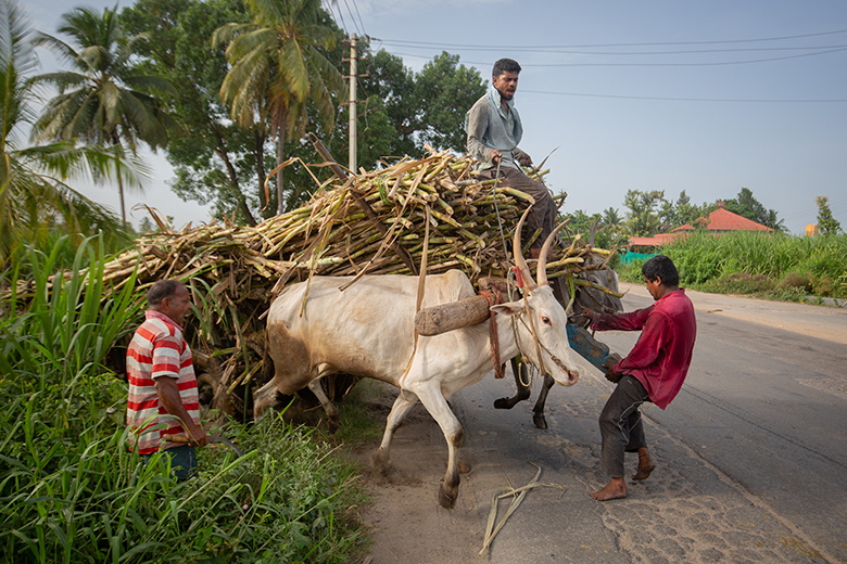 Indian farmers struggle to steer a bullock cart laden with sugarcane Indian farmers struggle to steer a bullock cart laden with sugarcane