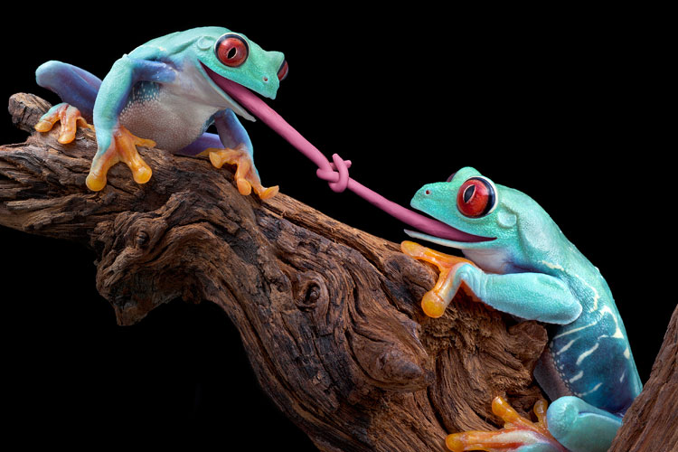 Northumbria University the latest to draw back on language provision