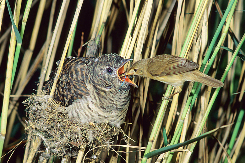 A reed warbler feeding a cuckoo chick that has taken over it's nest. To illustrate that unequal TNE partnerships are likely to fail.