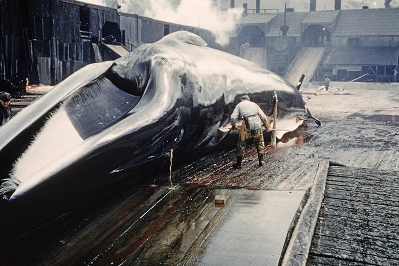 A 90 foot long fin whale has its blubber stripped by a flenser during processing at Grytviken whaling station on the northeastern coast of the island of South Georgia in the South Atlantic Ocean, circa 1950.