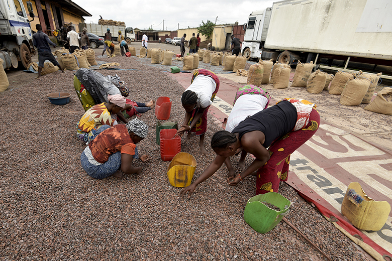 Women sort cocoa beans at an exporter's depot in Abidjan, Ivory Coast Women sort cocoa beans at an exporter's depot in Abidjan, Ivory Coast